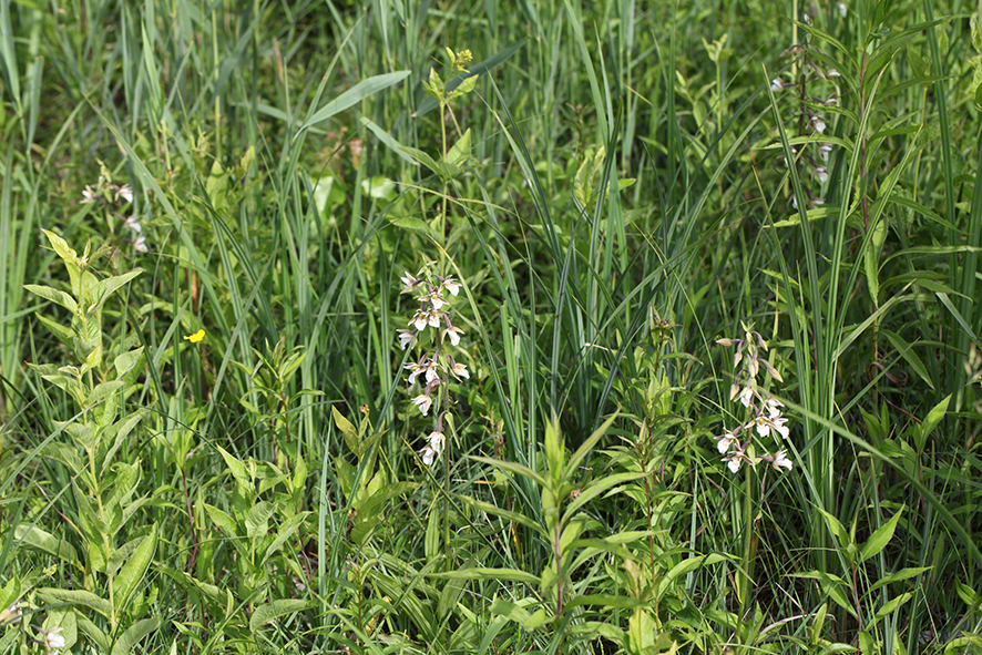 Epipactis palustris – Sumpf-Ständelwurz